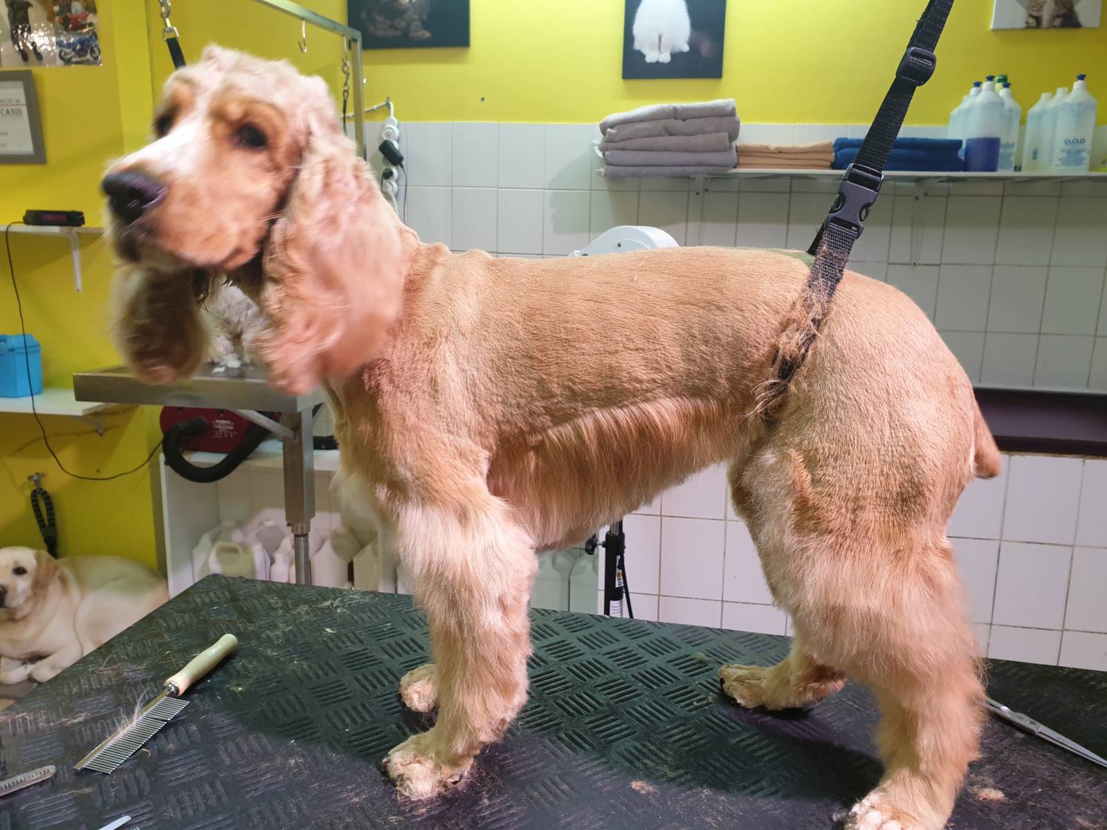 zdroj: www.amourcaninsaintjean.fr